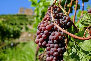 Est-ce rentable d’investir dans un domaine viticole ?