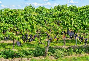 Les avantages de l’investissement dans un domaine viticole